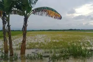 4.703 Haktare Sawah Warga Terendam Banjir, Petani Terancam Gagal Panen