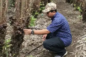 Kementan Resmi Keluarkan Tanda Daftar Varietas Salak Sabang