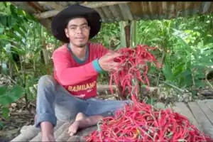 Petani Abdya Mengeluh Harga Cabai Merah Anjlok