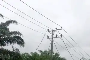 Kabel Disambar Petir, Arus Listrik di Tiga Kecamatan Nagan Raya Padam