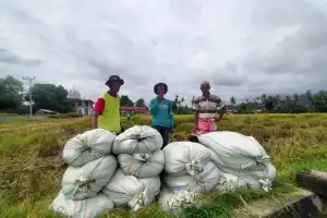 Harga Gabah Turun, Petani Padi di Abdya Mengeluh�