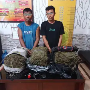 Dua Petani Pengedar Ganja di Aceh Tamiang Ditangkap