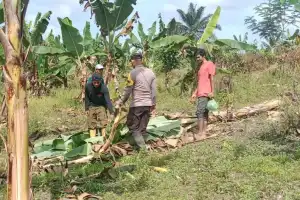 Kawanan Gajah Obrak-abrik Kebun Warga Aceh Timur