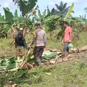 Kawanan Gajah Obrak-abrik Kebun Warga Aceh Timur