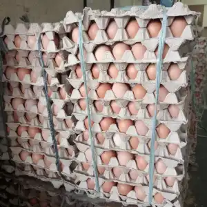 Harga Telur Ayam di Aceh Barat Naik Rp 54 Ribu Per Papan