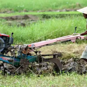BBM Langka, Petani Abdya Keluhkan Harga Bajak Sawah Naik