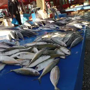 Harga Ikan Segar di Aceh Barat Naik Akibat Dampak Cuaca Buruk