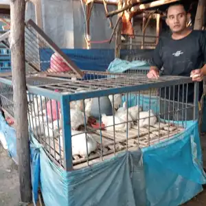 Harga Daging Ayam Broiler di Aceh Barat Alami Kenaikan