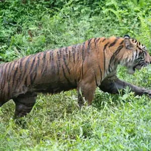 Anak Harimau Hilang dari Pengawasan, Warga Agara Resah