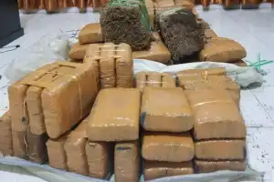 Polda Aceh Tangkap DPO Narkoba di Medan, 147 Kilogram Ganja Diamankan