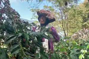 Cerita Kopi Gayo, Kebun Pertama dan Ekspor Sejak Dulu Kala