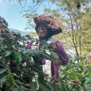 Cerita Kopi Gayo, Kebun Pertama dan Ekspor Sejak Dulu Kala