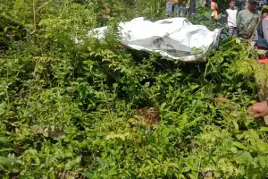 Petani Aceh Tenggara Temukan Seekor Anak Harimau di Kebun Cokelat