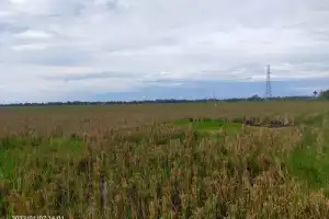 Pembangunan Bendungan Tak Kunjung Rampung, Ribuan Hektare Sawah di Aceh Utara Kekeringan