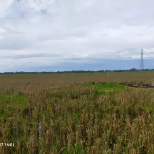 Pembangunan Bendungan Tak Kunjung Rampung, Ribuan Hektare Sawah di Aceh Utara Kekeringan