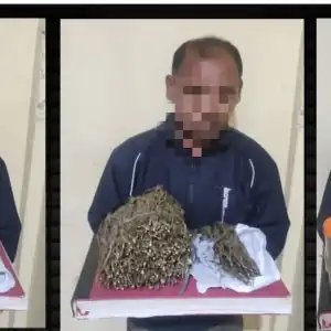 Polisi Tangkap Bandar Ganja di Bener Meriah 