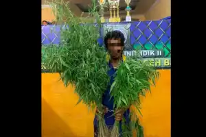 Tanam Ganja Samping Rumah, Nelayan di Abdya Ditangkap Polisi