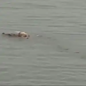 Tenggelam 2 Hari, Jasad Bayi Utuh Diantar Buaya ke Tepi Sungai