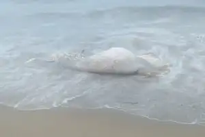 Seekor Paus Terdampar di Pesisir Pantai Abdya