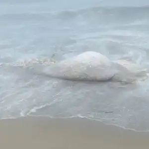 Seekor Paus Terdampar di Pesisir Pantai Abdya