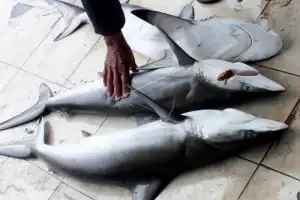 Panglima Laot Minta Pemerintah Sosialisasi Ke Nelayan Soal Aturan Perdagangan Hiu