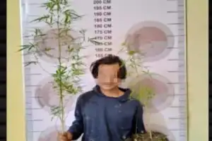 Tanam Ganja di Kebun, Pemuda Bener Meriah Dirungkus Polisi