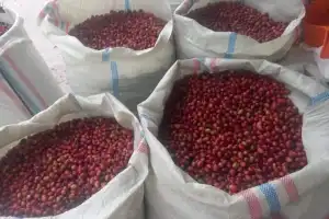 Harga Kopi Capai Rp19 Ribu Per Bambu di Bener Meriah