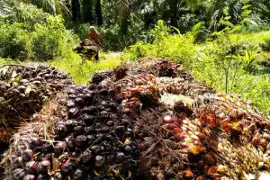 Harga TBS Sawit di Aceh Masih Lebih Rendah Dibanding Daerah Lain