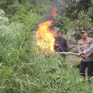 Nilai Ladang Ganja Temuan Polres Aceh Barat di Nagan Raya Capai Rp14 Miliar