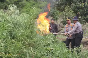 Polres Aceh Barat Musnahkan 32 Hektare Ladang Ganja di Kawasan Hutan Lindung
