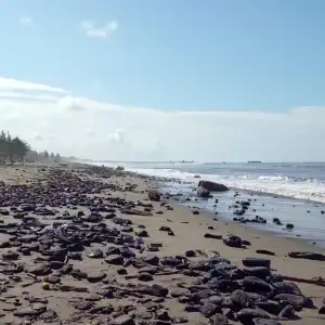 Material Batu Bara Cemari Pantai Meureubo Aceh Barat