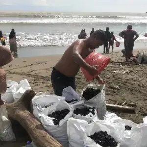 Diupah Rp 25 Ribu Perkarung, Warga Aceh Barat Rebutan Kumpulkan Batu Bara Tumpah di Pantai 