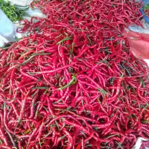 Stok Melimpah, Harga Cabai di Agara Turun jadi Rp 15 Ribu Perkilo