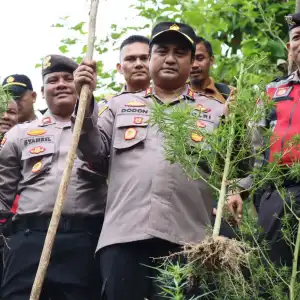 Polisi Musnahkan 1 Hektare Ladang Ganja di Pidie Jaya