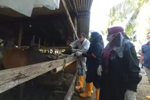 Persedian Hewan Kurban di Aceh Utara Capai 17.263 Ekor