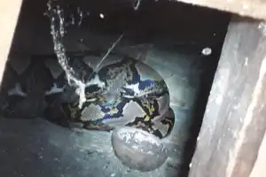 Piton Sepanjang 2 Meter Mangsa Ternak Warga di Aceh Besar