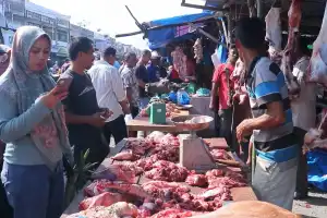 Persediaan Hewan Ternak untuk Meugang di Aceh Barat Capai 35.489 Ekor