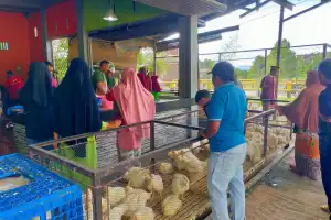 Harga Ayam Potong di Bener Meriah Kembali Naik, Kini Dijual Rp 70 Ribu Per Ekor