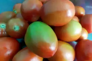 Sempat Anjlok, Harga Tomat di Bener Meriah Kembali Naik