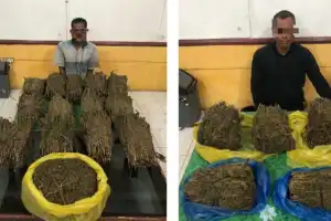 Polisi Tangkap 2 Pengedar Ganja di Abdya