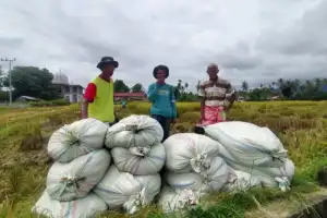 Harga Jual Gabah Kering di Abdya Turun