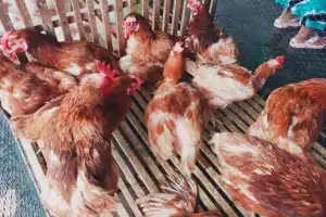 Harga Ayam Potong di Bener Meriah Rp 75 Ribu Perekor