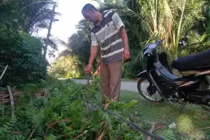 Kabel Hitam Milik PLN Ancam Keselamatan Warga di Abdya