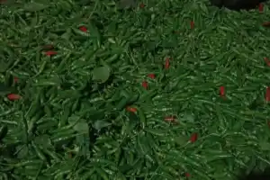 Harga Caplak Naik Turun di Bener Meriah