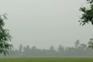 BPBD Agara: Waspada Pohon Tumbang dan Banjir Akibat Cuaca Ekstrem