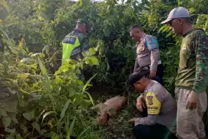 Harimau Sumatera Mangsa Seekor Sapi di Aceh Timur
