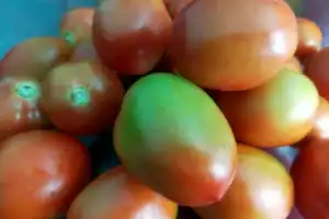 Harga Jual Tomat di Tingkat Petani Bener Meriah Naik