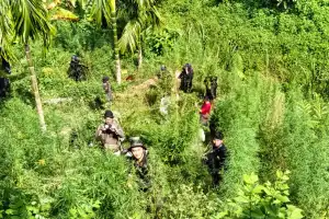 Petugas Musnahkan 1,2 Hektare Ladang Ganja Siap Panen di Aceh Utara