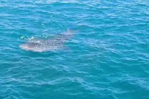 Hiu Tutul Raksasa Tersangkut Jaring Nelayan Lamreh Aceh Besar