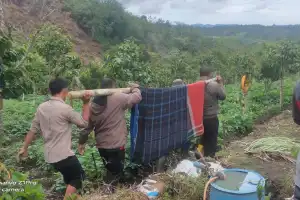 Remaja Bener Meriah Ditemukan Meninggal Tergantung di Pohon Petai Merah